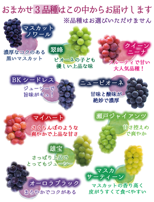 セッピー　ぶどう味4袋セット 4M-2 [贈答用2kg] 食べ比べ4種ミックス 【9月中旬～発送開始